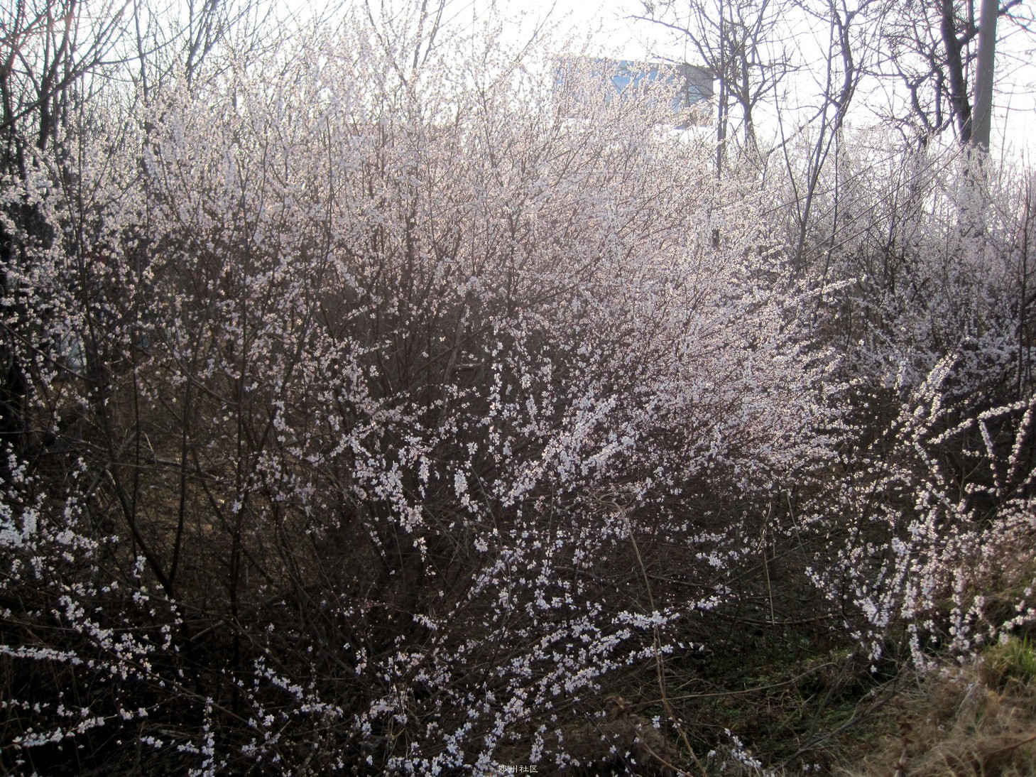 IMG_2964.jpg