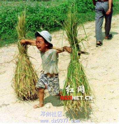 网上流传的“三伏天做农活的农村孩子”照片。.jpg