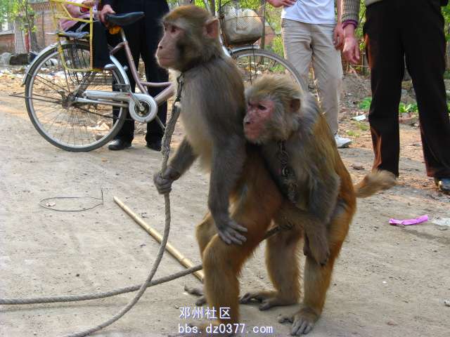 夫妻俩
