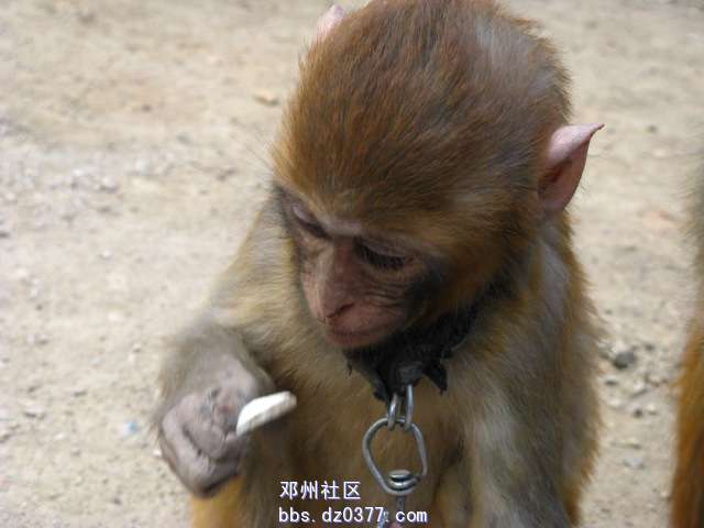 小猴