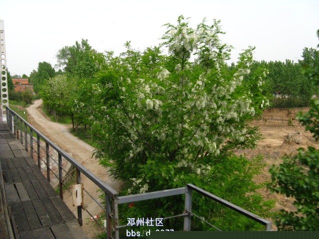 槐花 我上班的那个地方到处都是