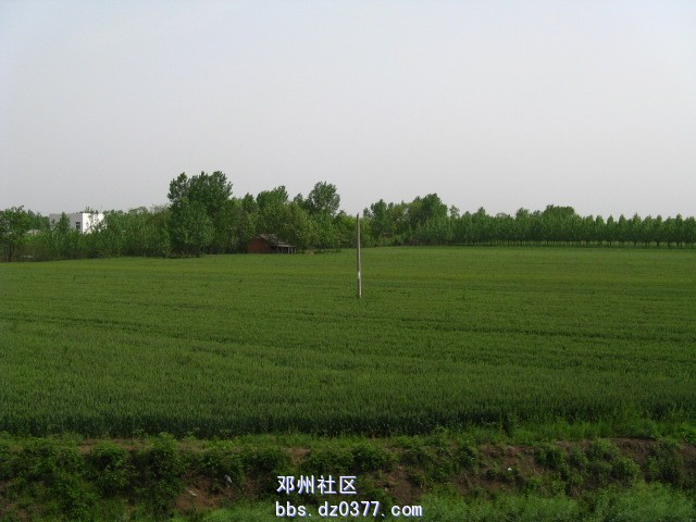 绿油油庄稼