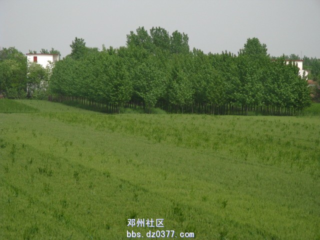 整齐的树木
