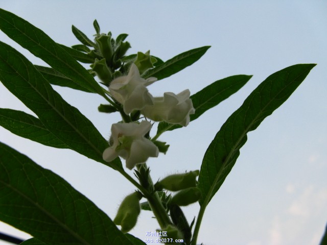 祝各位网友芝麻开花节节高！