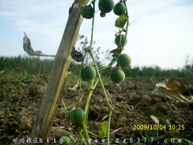 复件 DSCI1026.JPG