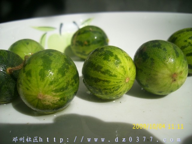 复件 DSCI1040.JPG