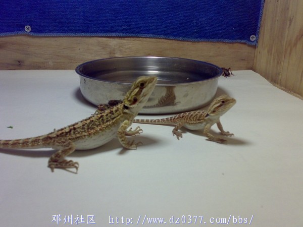 20080528276.jpg