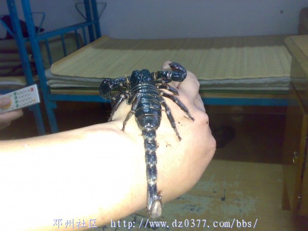 20080604002.jpg