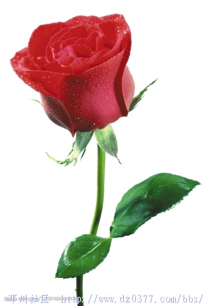 送你朵花吧..........