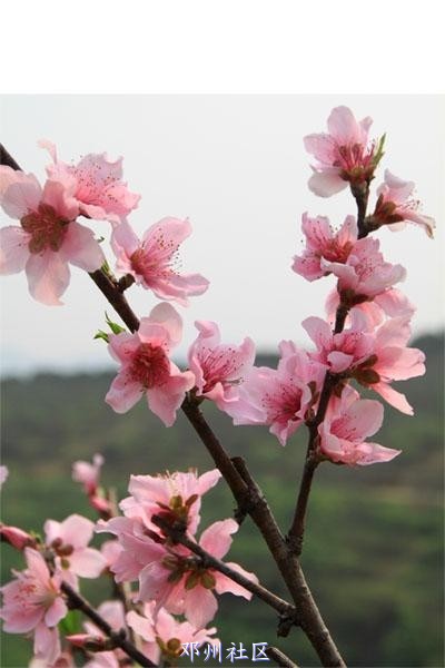 桃花.JPG
