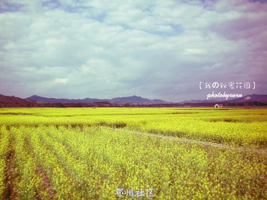 花开.JPG