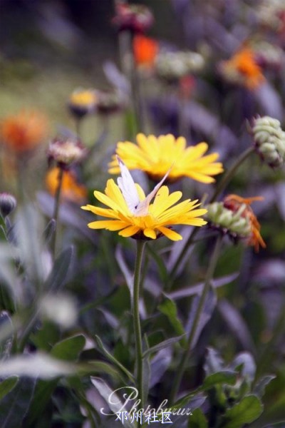蝶恋花.JPG
