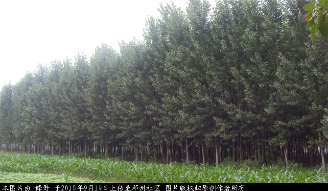 美丽邓州风光7.jpg