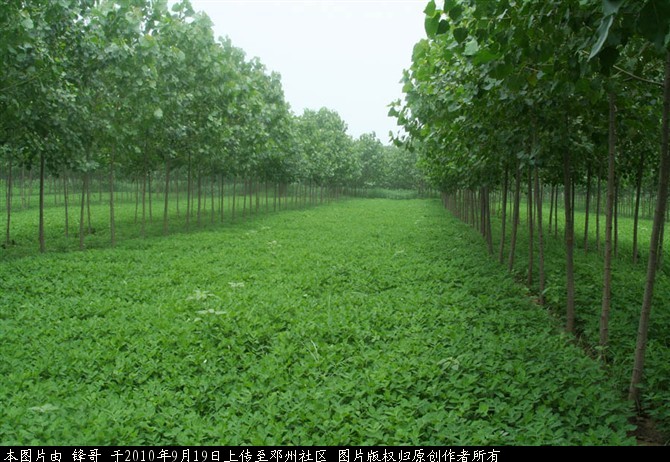 美丽邓州风光3.jpg