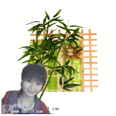 4.gif