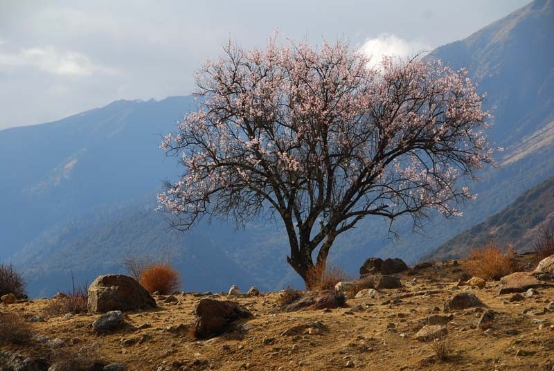 雅江大峡谷的桃花.遗世独立.